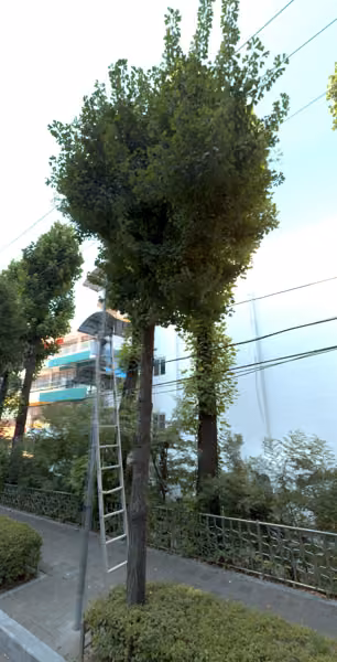 tree photo