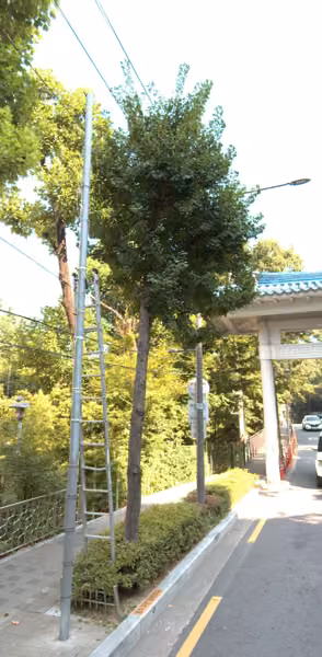 tree photo