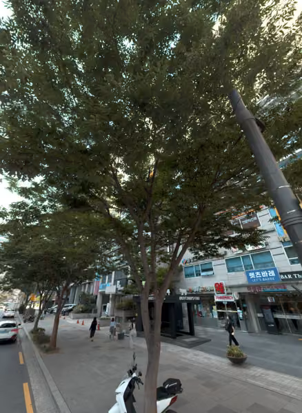 tree photo