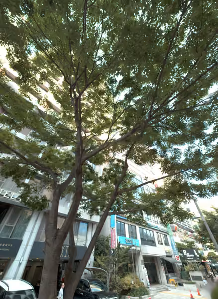 tree photo