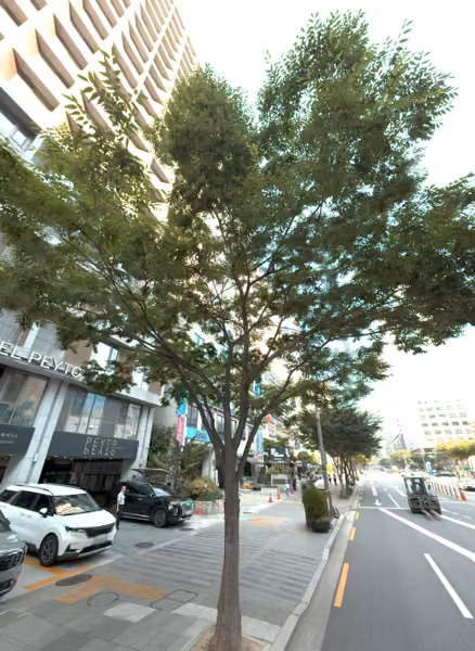 tree photo