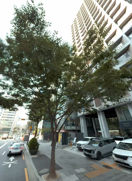 tree photo