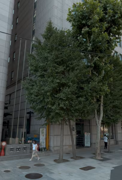 tree photo