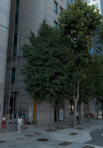 tree photo