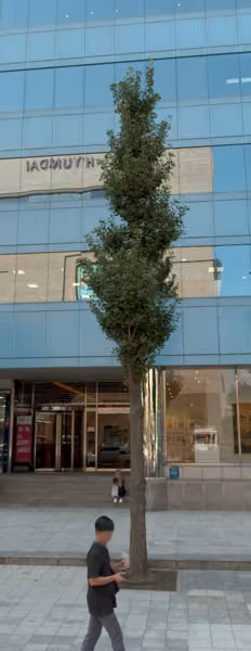 tree photo