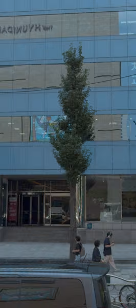 tree photo
