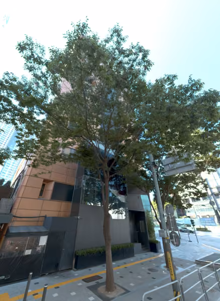 tree photo