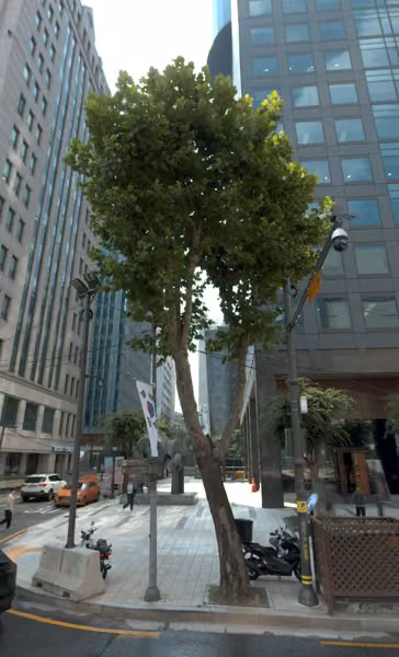 tree photo