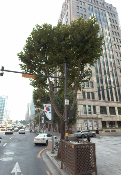 tree photo