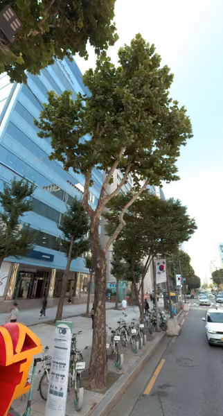 tree photo