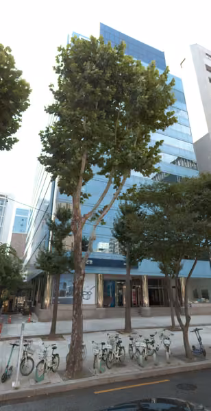 tree photo