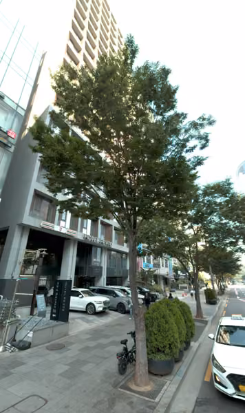 tree photo
