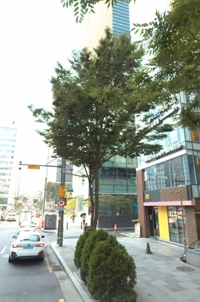 tree photo