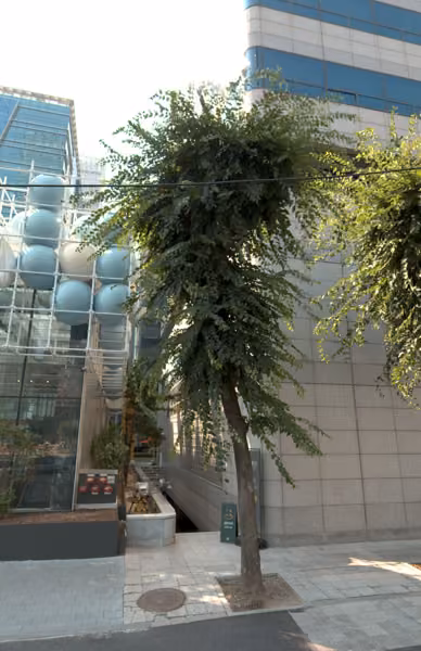 tree photo