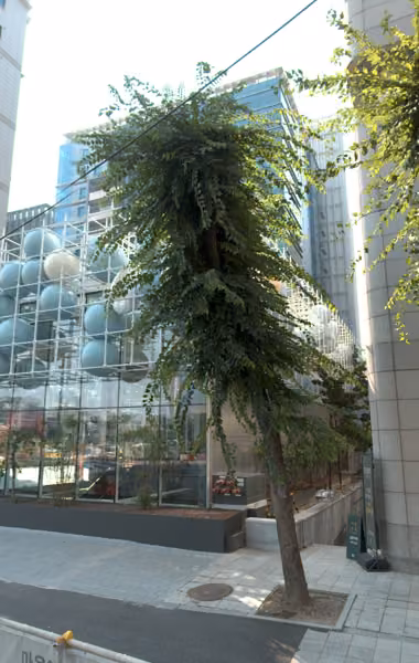 tree photo