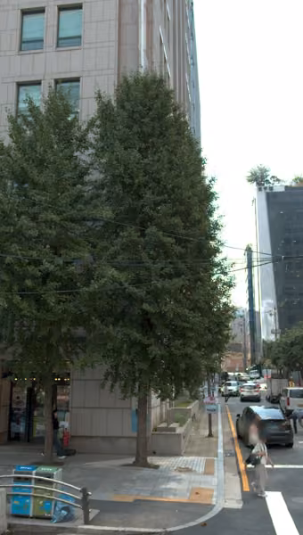 tree photo