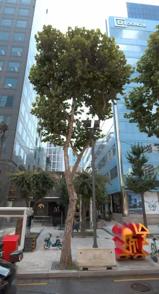 tree photo