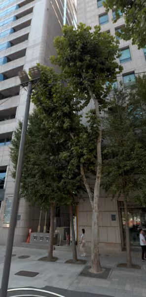 tree photo