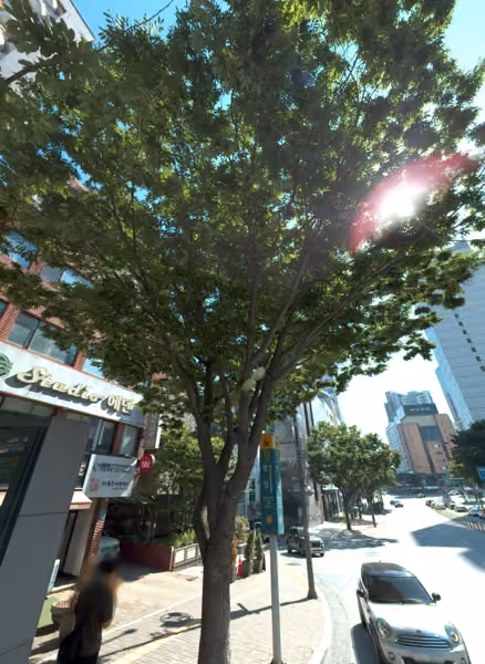 tree photo