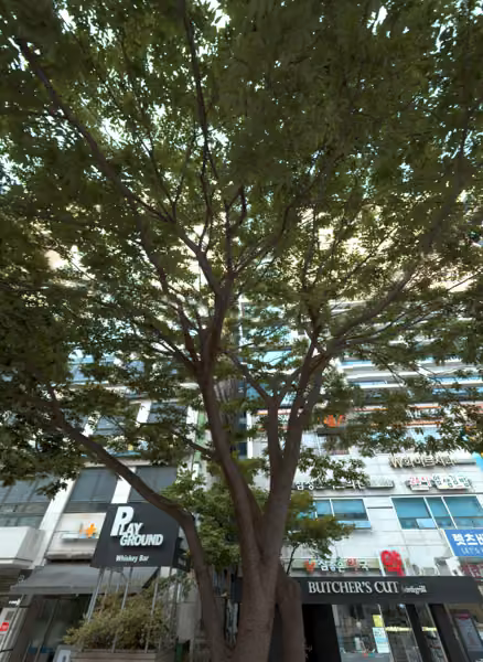 tree photo