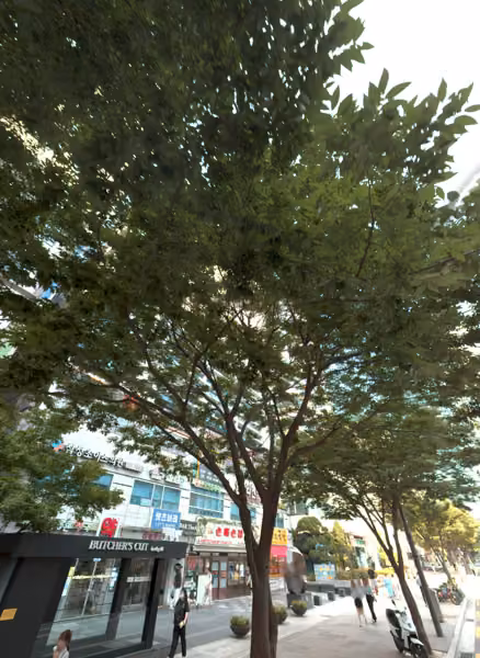 tree photo