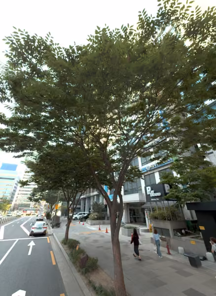 tree photo