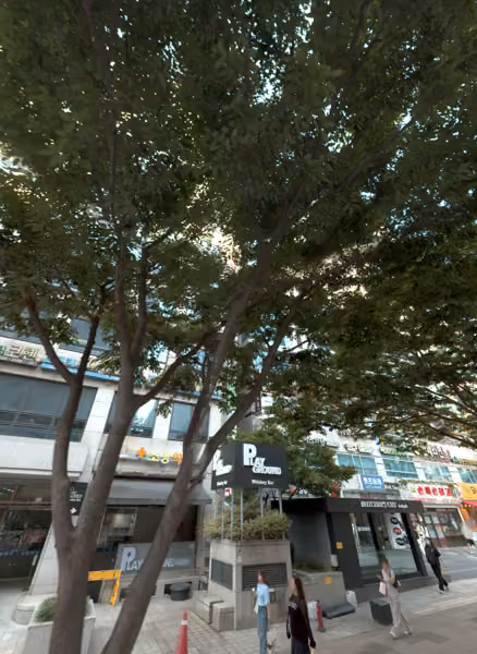 tree photo