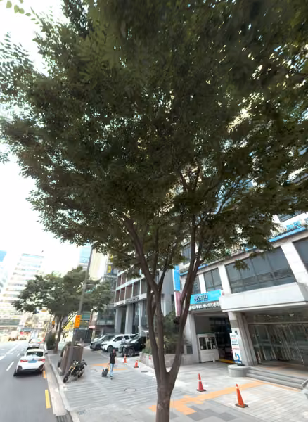 tree photo