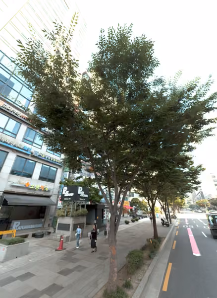 tree photo