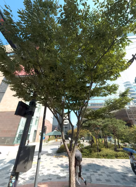 tree photo