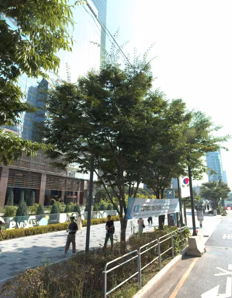 tree photo