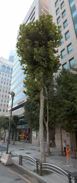 tree photo