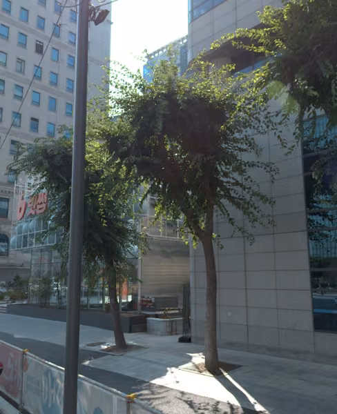 tree photo