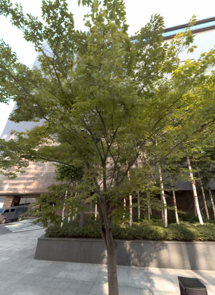 tree photo