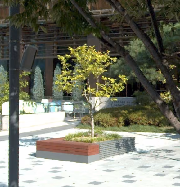 tree photo