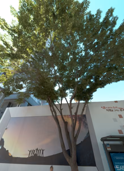 tree photo