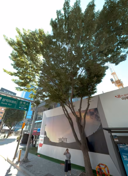 tree photo