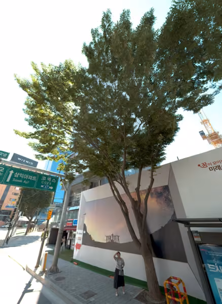 tree photo