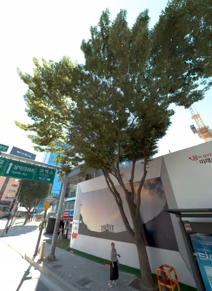 tree photo