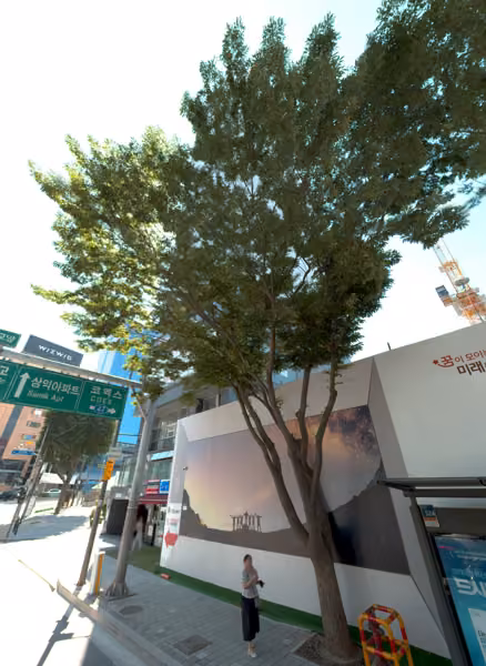 tree photo