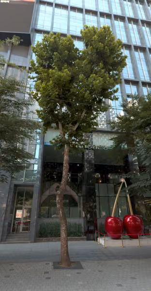 tree photo