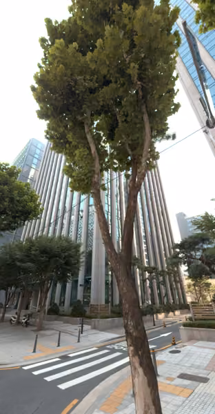 tree photo