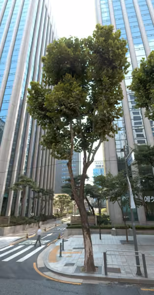 tree photo