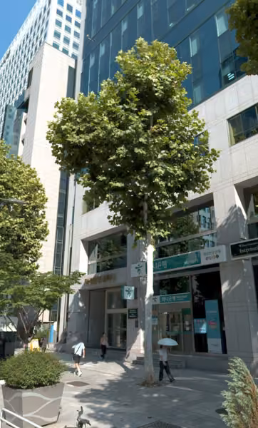 tree photo