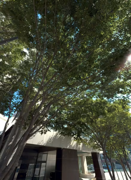 tree photo