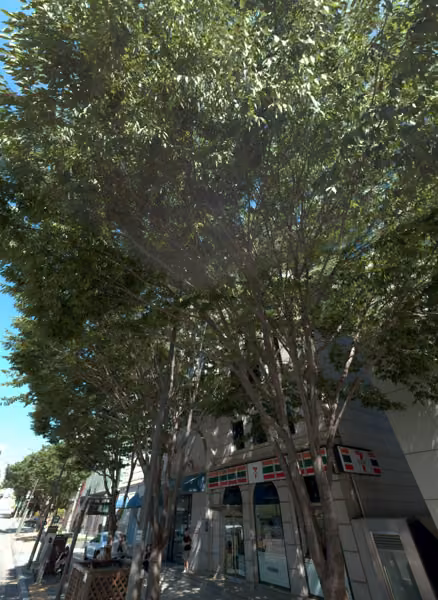 tree photo
