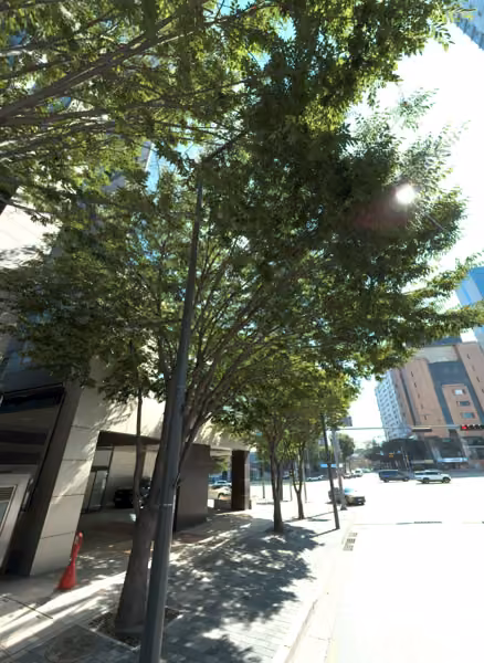 tree photo