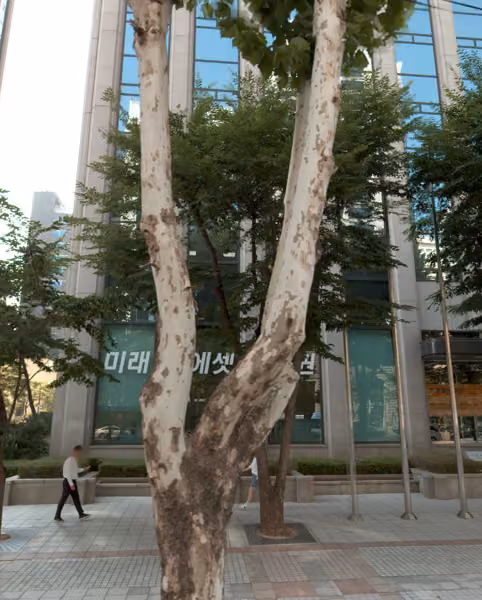 tree photo