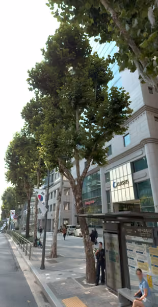 tree photo
