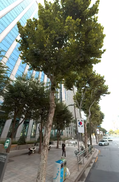 tree photo